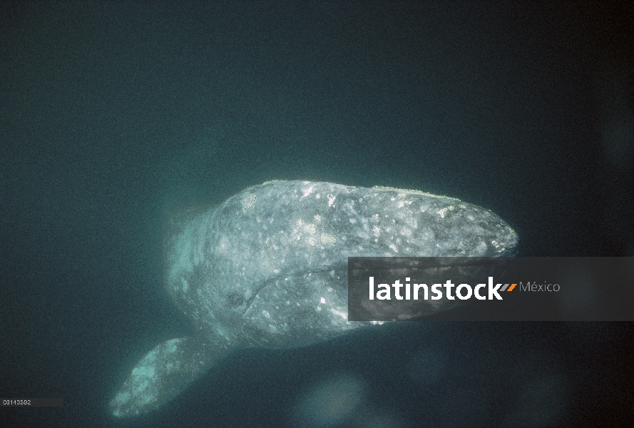 Ballena gris (Eschrichtius robustus) curioso adulto bajo el agua, Bahía Magdalena, Baja California, 