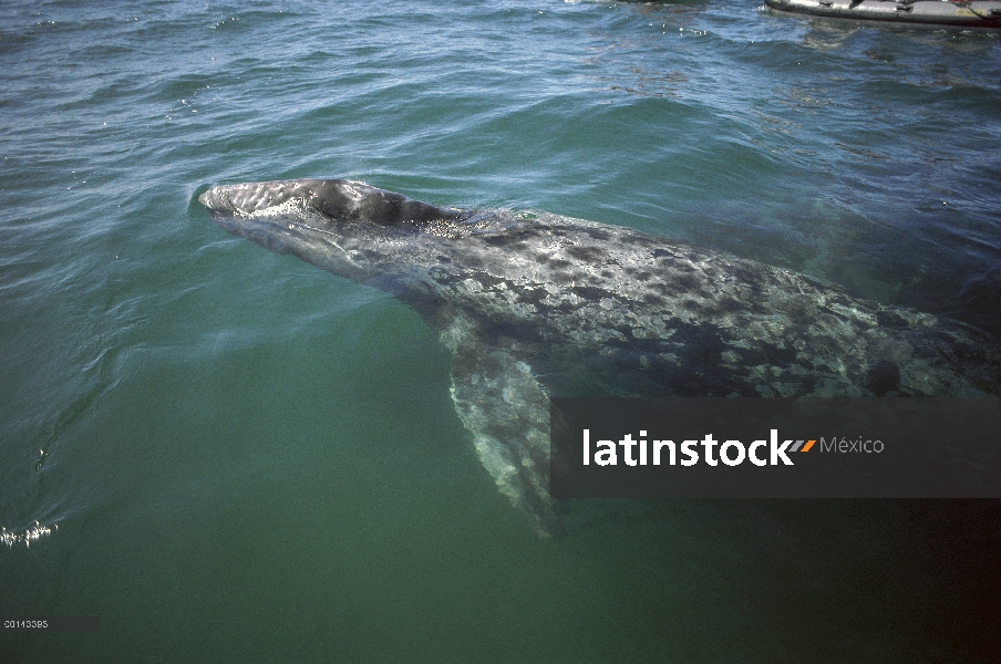 Gris de becerro de la ballena (Eschrichtius robustus) en su laguna natural, San Ignacio, Baja Califo