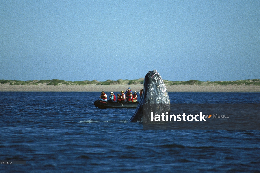 Gray Whale (Eschrichtius robustus) salto de espía cerca de observadores de ballenas, invierno cría L