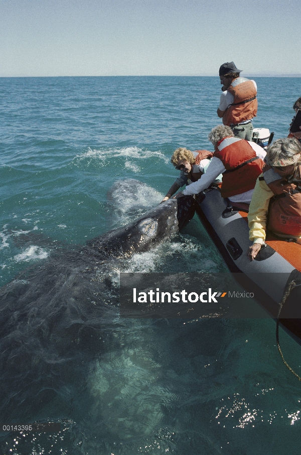 Ballena gris (Eschrichtius robustus) amistoso vaca y becerro haciendo contacto con ballenas barco, S