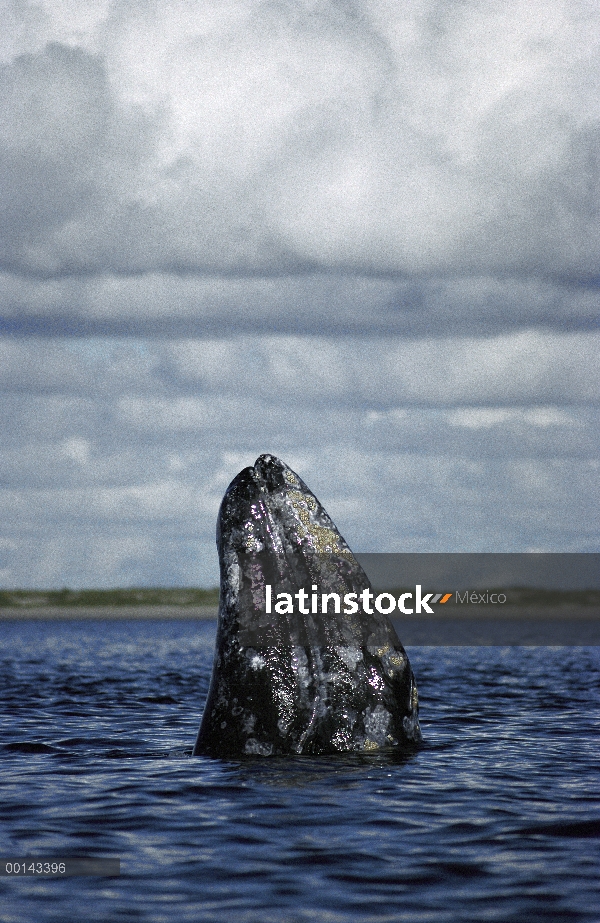 Gris spy salto de ballena (Eschrichtius robustus) bajo un cielo nublado, invierno cría Laguna, Bahía