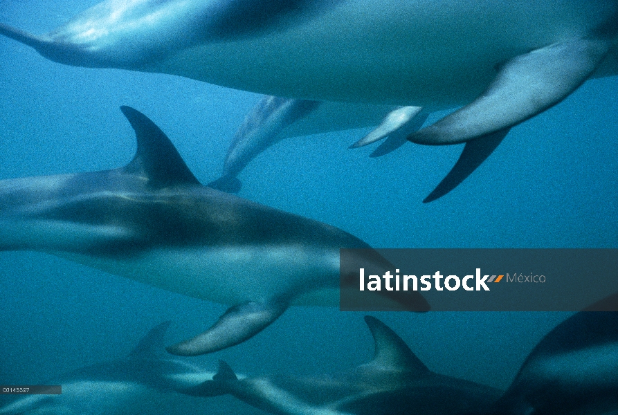 Oscura vaina de delfines (Lagenorhynchus obscurus) bajo el agua, Kaikoura, Nueva Zelanda