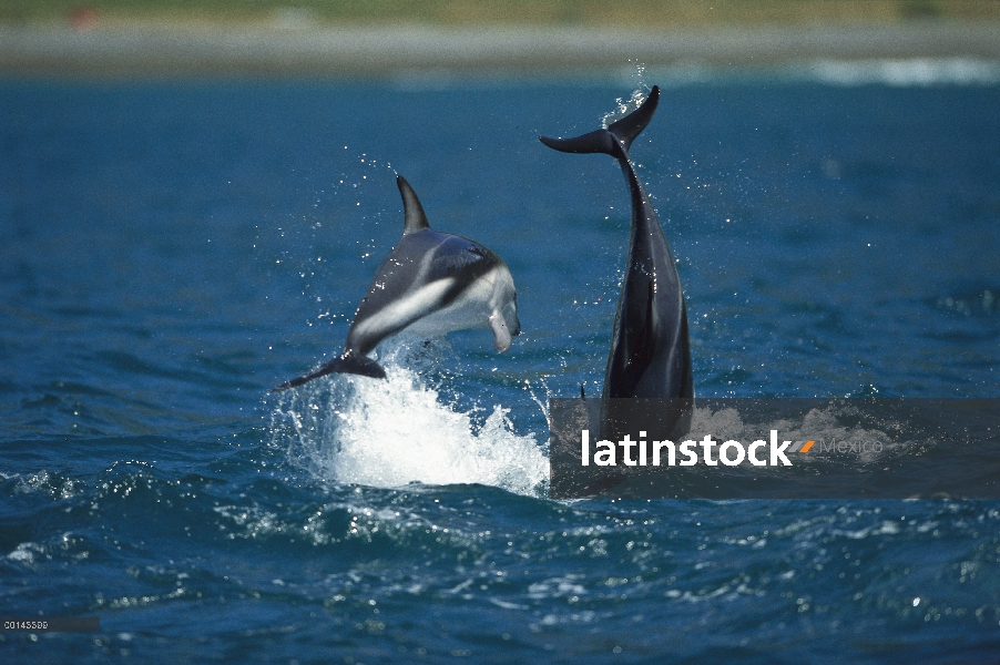 Arenero de delfín (Lagenorhynchus obscurus) par jugando y saltando, Kaikoura, Nueva Zelanda