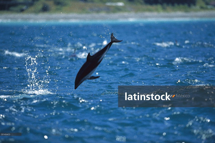 Delfín oscuro (Lagenorhynchus obscurus) saltando, Kaikoura, Nueva Zelanda