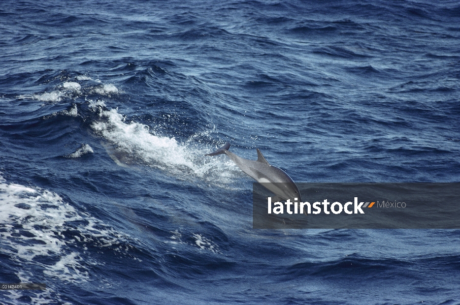 Delfín común (Delphinus delphis), salto, mar de Cortés, Baja California, México