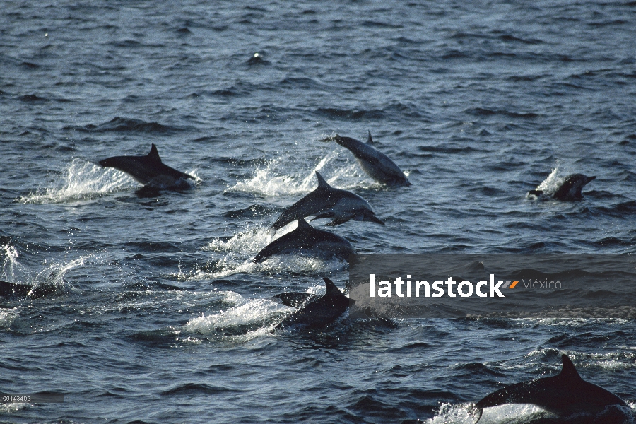 Delfín común (Delphinus delphis) viajando en grupo social grande, mar de Cortés, Baja California, Mé