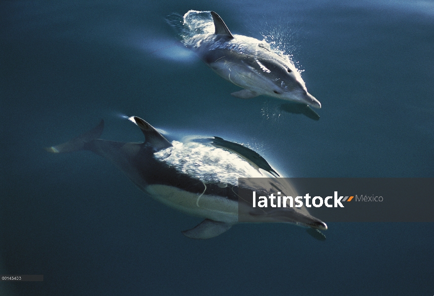 Común Delfín (Delphinus delphis) par saltar, Golden Bay, Isla Sur, Nueva Zelanda