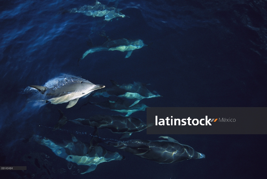 Común pod de delfín (Delphinus delphis), nadar en aguas tranquilas, Golden Bay, Isla Sur, Nueva Zela