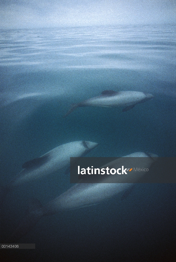 Vaina pequeña de Héctor Delfín (Cephalorhynchus hectori) en turbias aguas costeras cerca de boca del