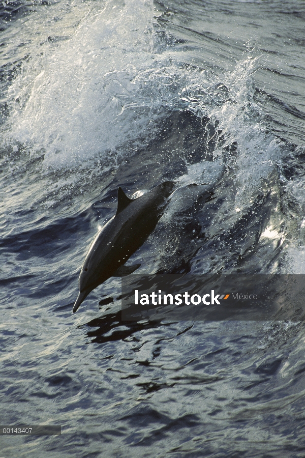 Delfín del hilandero (Stenella longirostris) saltando entre Panamá y la isla del coco, Pacífico orie