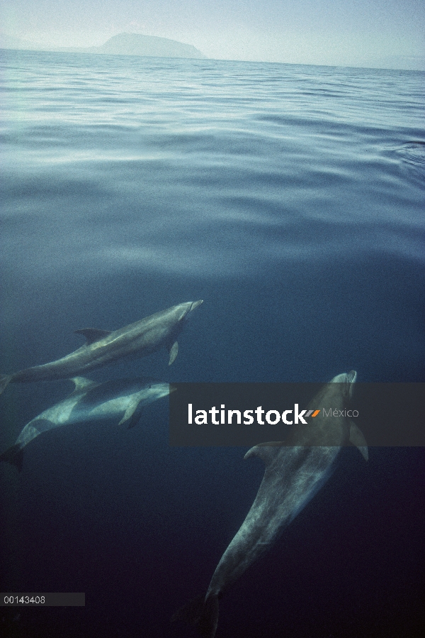 Pod de delfín (Tursiops truncatus) de nariz de botella cerca de la Isla Isabel, Islas Galápagos, Ecu