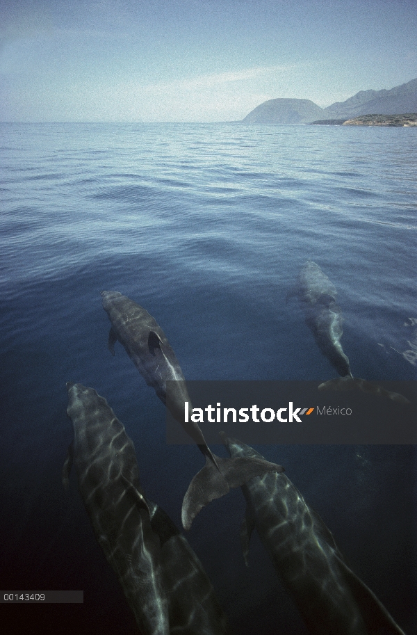 Pod de delfín (Tursiops truncatus) de nariz de botella cerca de la Isla Isabel, Islas Galápagos, Ecu