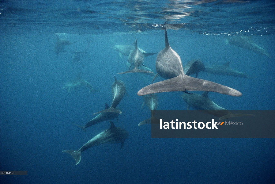 Tonina Delfín (Tursiops truncatus) residente pod bajo el agua, Roca Redonda, Islas Galápagos, Ecuado