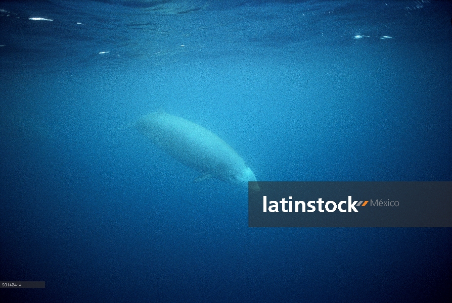 (Ziphius cavirostris) la ballena picuda adulto de Cuvier bajo el agua aguas profundas entre las isla