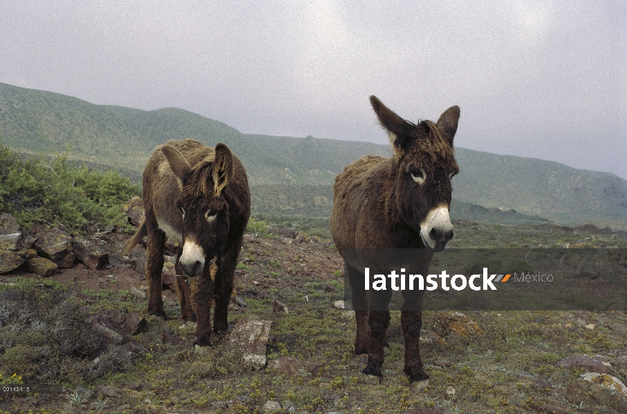 Callejeros par de burros (asinus de Equus) en sobrepastoreo de pastos, isla de San Benito, Baja Cali