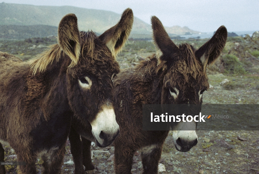 Callejeros par de burros (asinus de Equus) en sobrepastoreo de pastos, isla de San Benito, Baja Cali