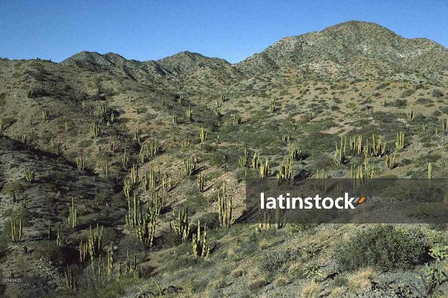 Bosque de cactus cardón (Pachycereus pringlei), isla de Santa Catalina, mar de Cortés, Baja Californ