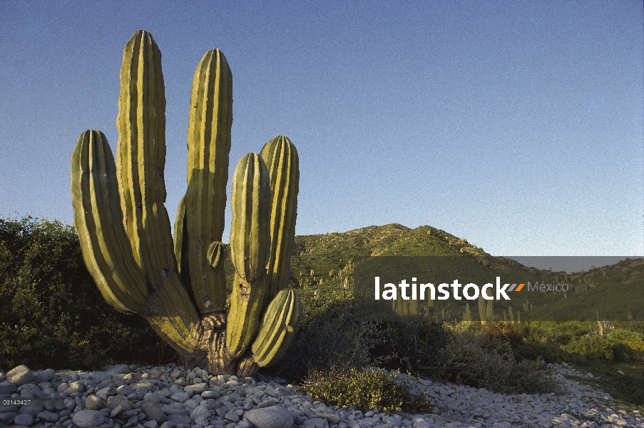 Cactus cardón (Pachycereus pringlei), isla de Santa Catalina, mar de Cortés, Baja California, México