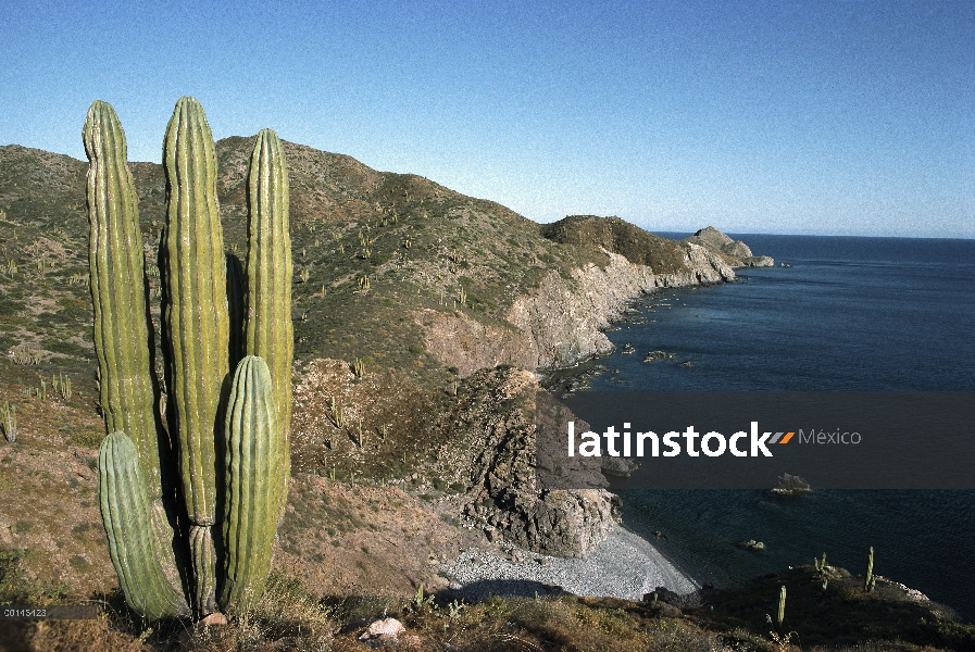 Cactus cardón (Pachycereus pringlei) con vistas al mar, isla de Santa Catalina, mar de Cortés, Baja 