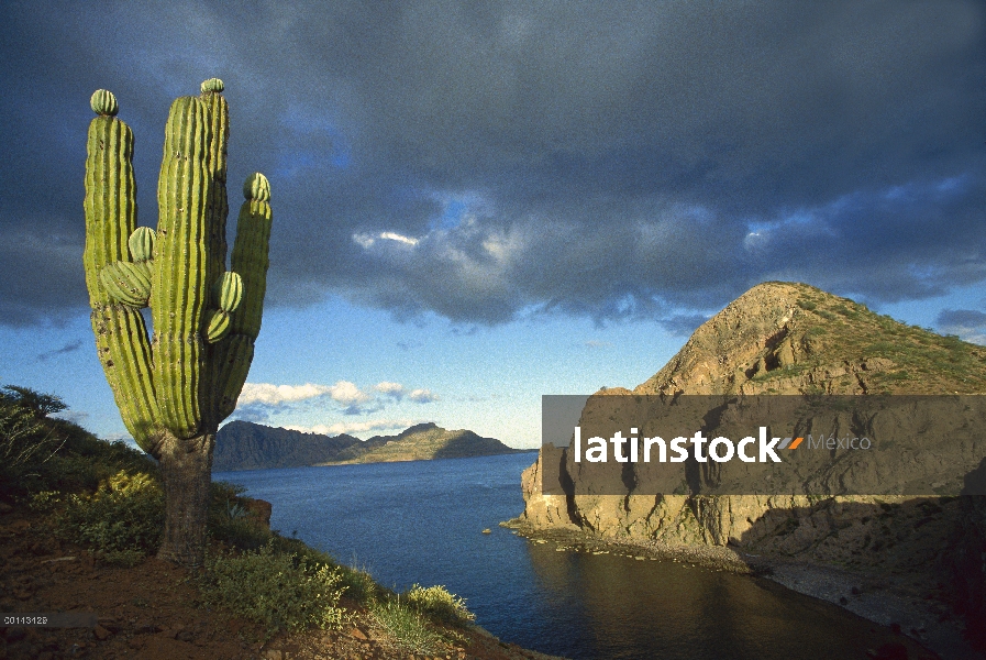 Isla danzante, mar de Cortés, Baja California, México