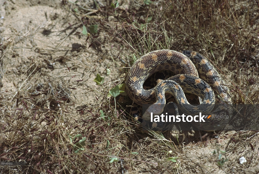 Serpiente del Gopher (Pituophis catenifer) en desierto de la estepa, San Carlos, Baja California, Mé