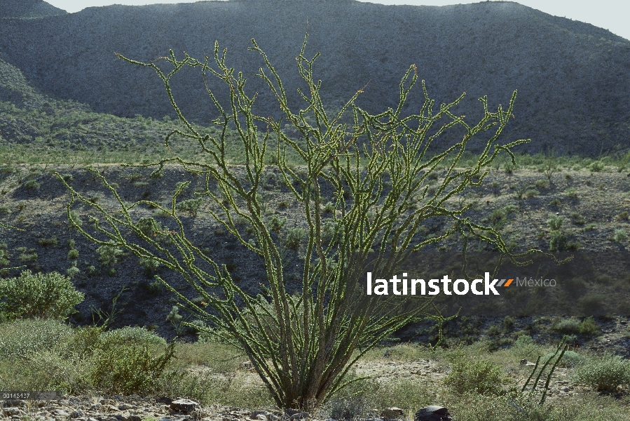 Ocotillo (Fouquieria splendens) con un color de verde las hojas después de la lluvia, Puerto Splende