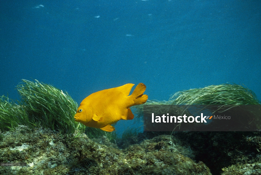 Hombre de Garibaldi (Hypsypops rubicundus) nadando entre algas, Isla Magdalena, Baja California, Méx