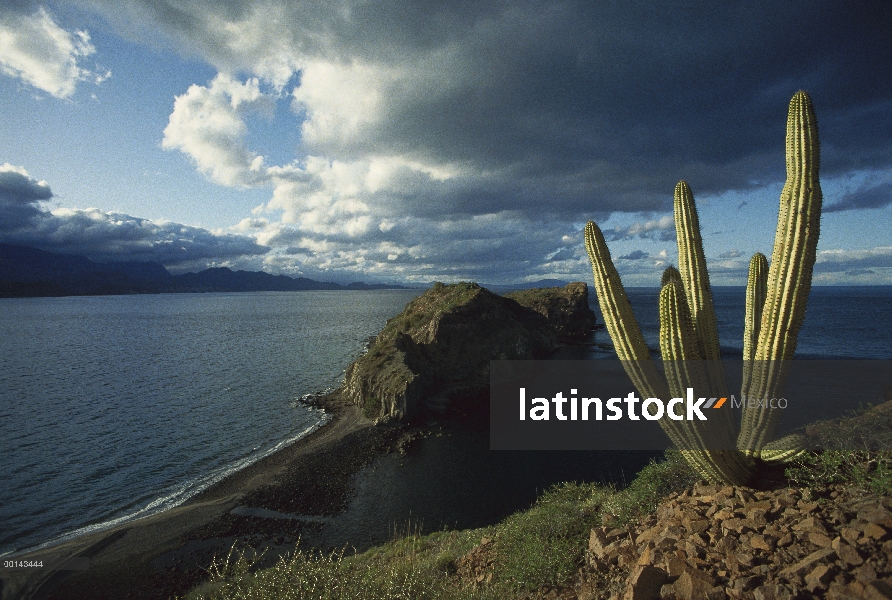 Isla danzante, mar de Cortés, Baja California, México