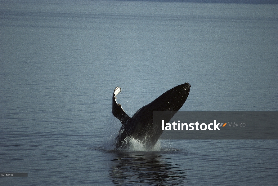 Ballena jorobada (Megaptera novaeangliae) incumpliendo en verano alimentación, paso de la nieve, sur