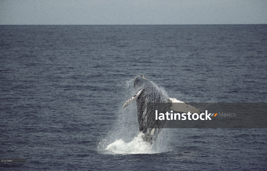 Ballena jorobada (Megaptera novaeangliae) incumpliendo en jardines de invierno, Gorda Banks, Cabo Sa