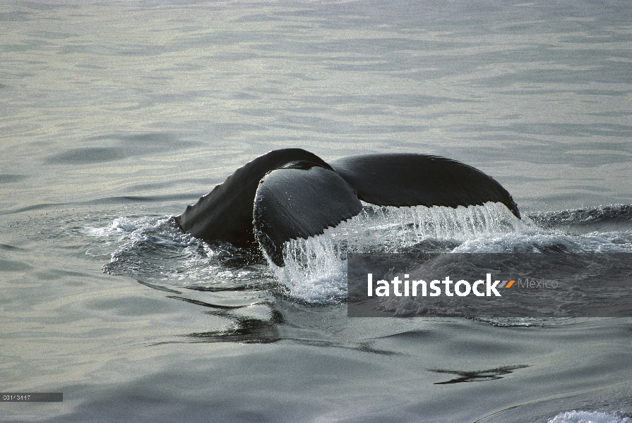 La cola de la ballena jorobada (Megaptera novaeangliae), Gorda Banks, Cabo San Lucas, Baja Californi