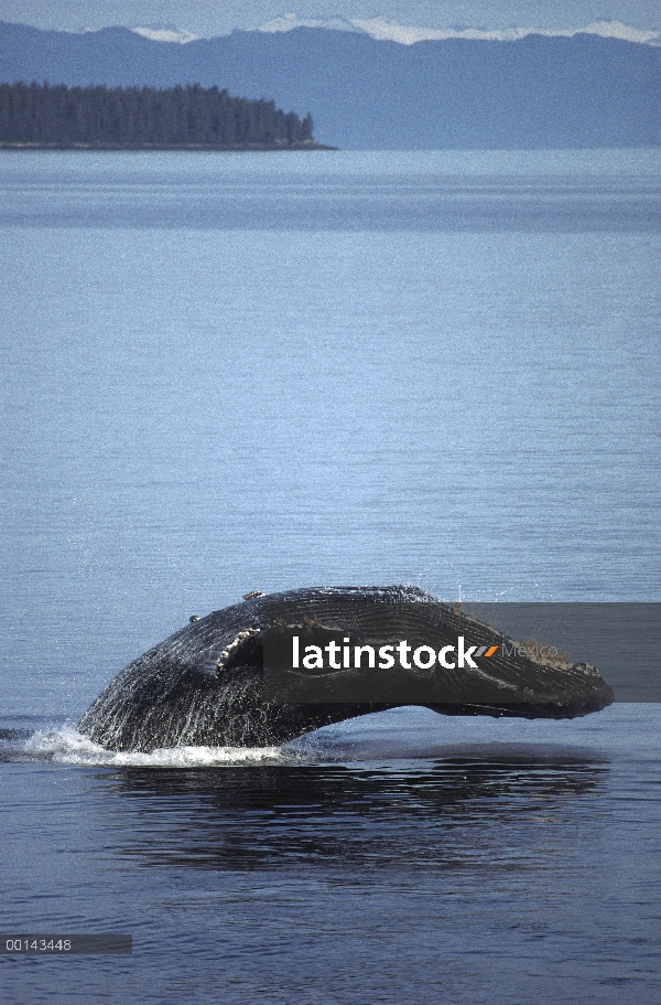 Ballena jorobada (Megaptera novaeangliae) incumpliendo en verano alimentación, paso de la nieve, sur