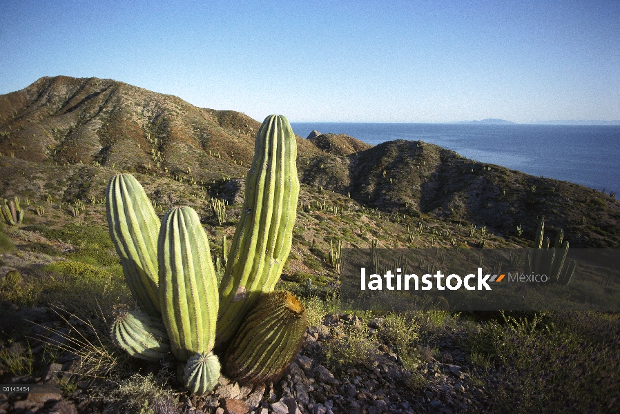 Cactus cardón (Pachycereus pringlei) en arroyo seco, mar de Cortés, Baja California, México