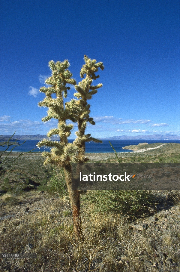 Teddy Bear Cholla (Cylindropuntia bigelovii) en el paisaje del Desierto Sonorense, Puerto Remedios, 