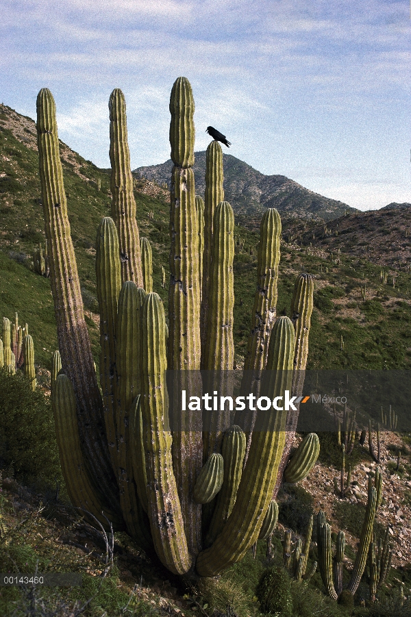 Cuervo (Corvus corax) común perchando en cactus cardón (Pachycereus pringlei), desierto de Sonora, i