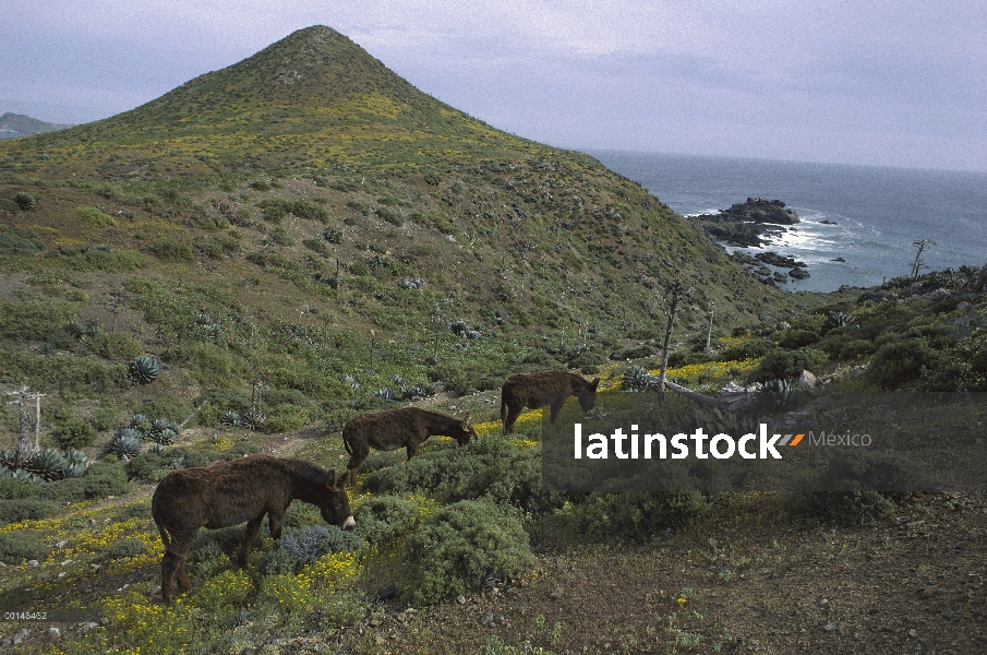 Burro salvaje (Equus asinus) en arbustos, en la isla San Benito, Baja California, México