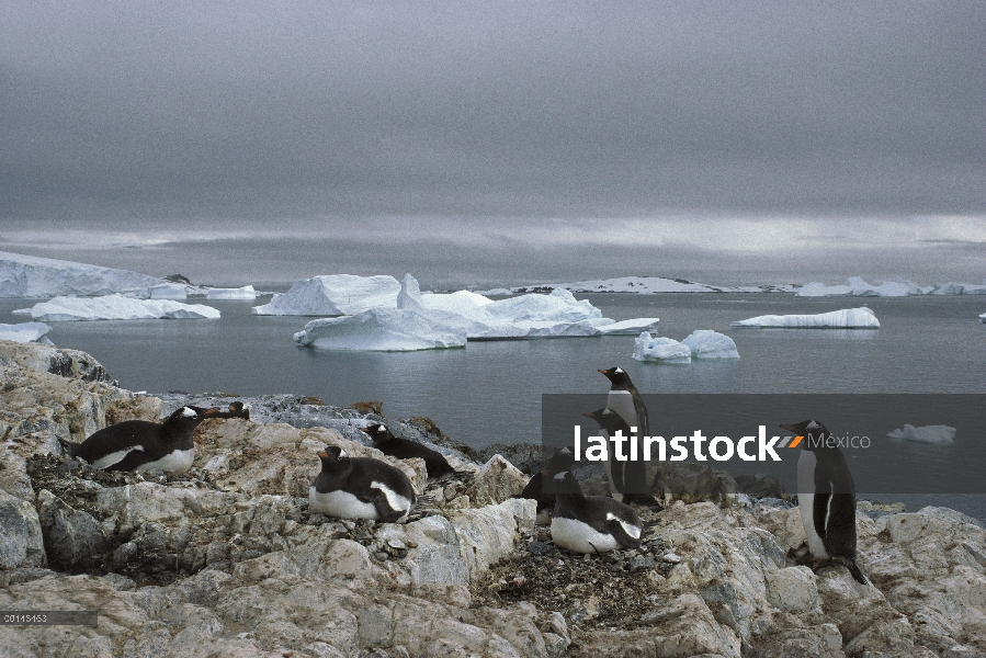 Colonia de cría de pingüino (Pygoscelis papua) en tierra sin nieve, Couverville Island, Península An