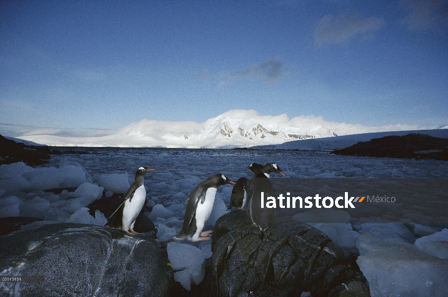 Pingüino de Gentoo (Pygoscelis papua) viaja a la Colonia, Puerto Lockroy, Weincke isla, Península An