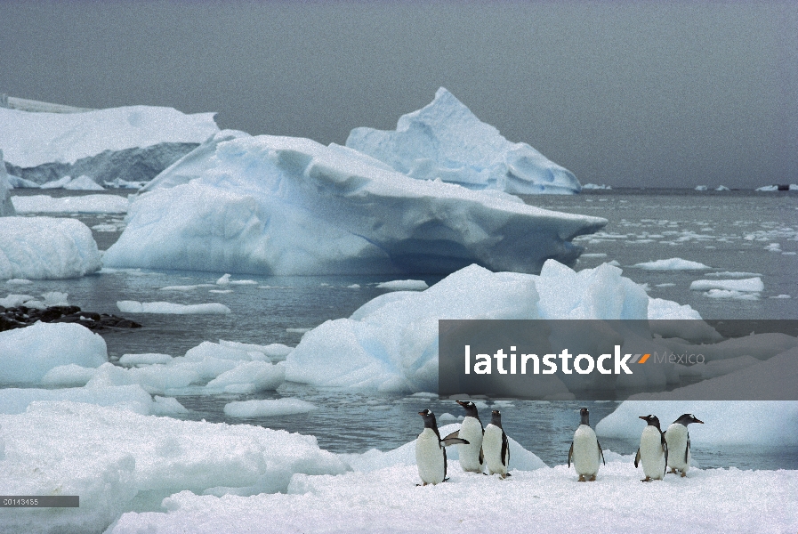 Grupo del pingüino (Pygoscelis papua) con icebergs, Couverville Island, Península Antártica, Antárti