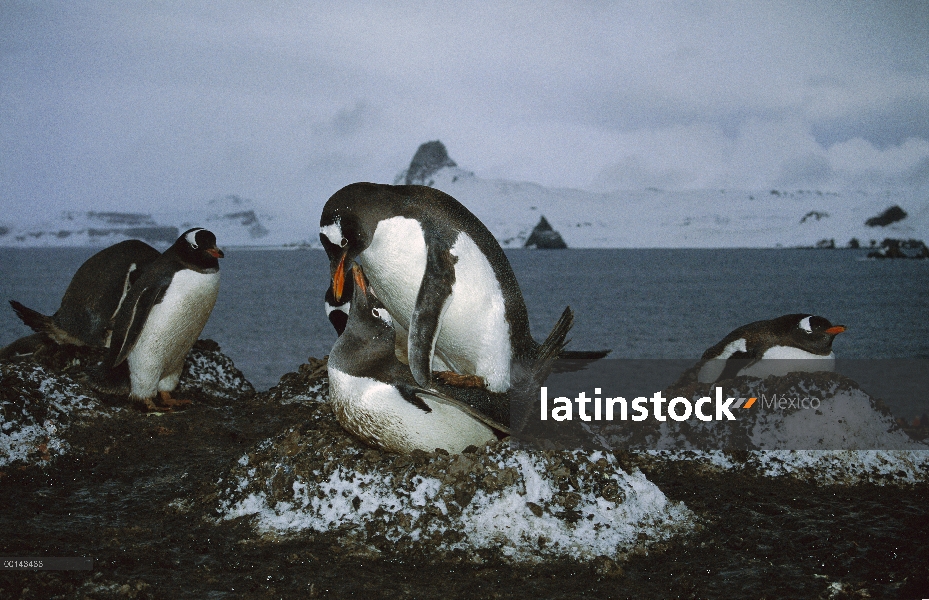 Par de pingüino (Pygoscelis papua) apareamiento en nido, Isla Aitcho, Antártida