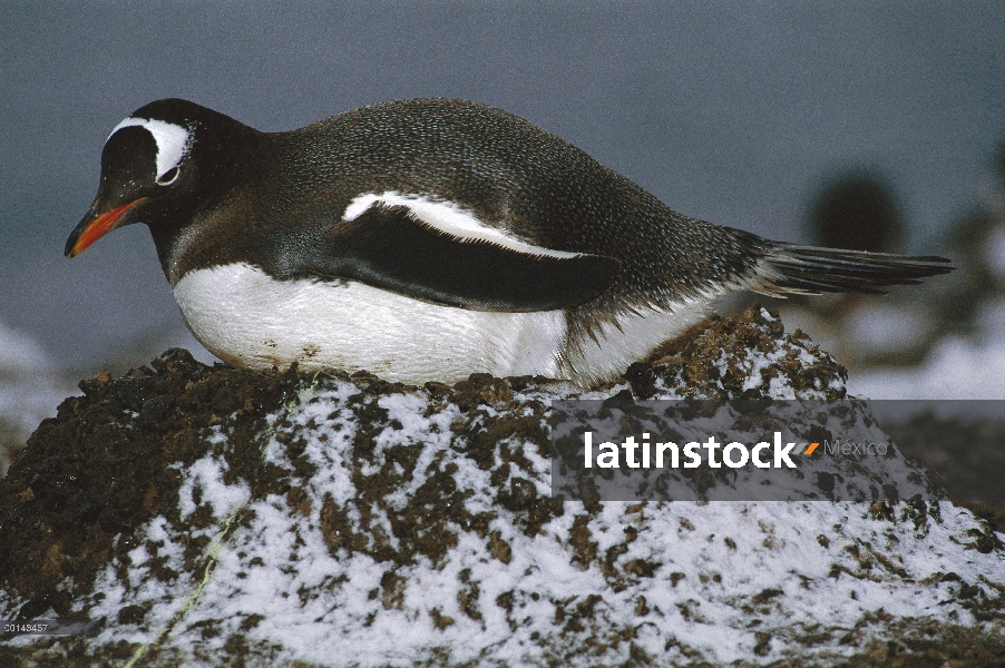 Adulto de pingüino (Pygoscelis papua) incubando sobre la Antártida de nido, Isla Aitcho, guijarro