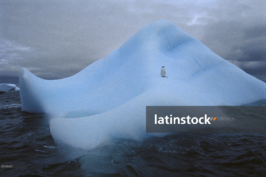 Pingüino de barbijo (Pygoscelis antarctica) y iceberg usado agua bajo cielo nublado, Islas de Orkney