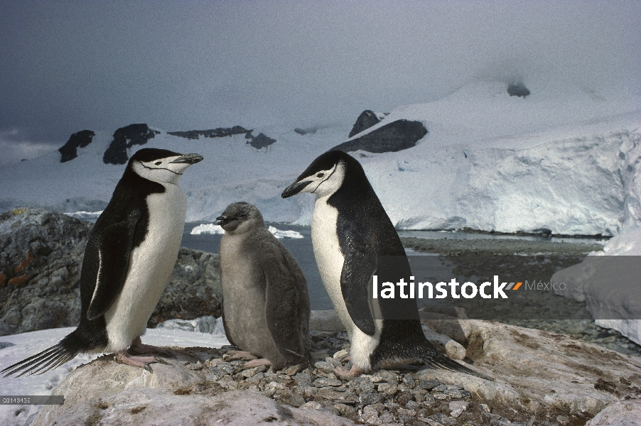 Par de pingüino (Antártida de Pygoscelis) barboquejo con nana, Paradise Bay, Península Antártica, An