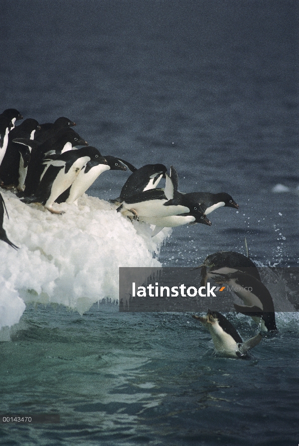 Grupo del pingüino de Adelia (Pygoscelis adeliae) saltando de borde de hielo en la niebla, isla de l