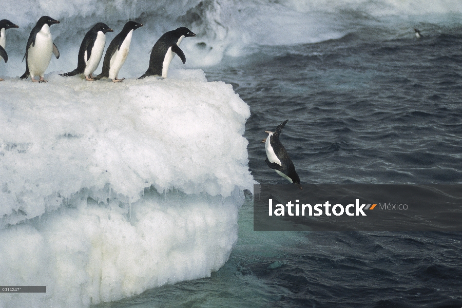 Pingüino de Adelia (Pygoscelis adeliae) saltando de borde de hielo en la niebla, isla de la posesión