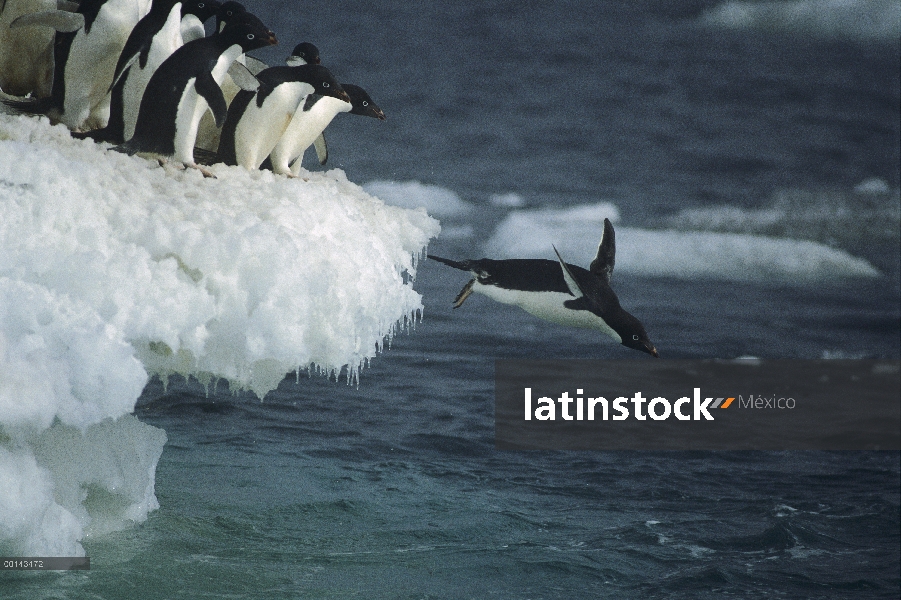 Pingüino de Adelia (Pygoscelis adeliae) saltando de borde de hielo en la niebla, isla de la posesión