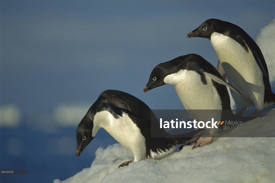 Pingüino de Adelia (Pygoscelis adeliae) viaja al mar sobre la plataforma de hielo, cabo Hallet, mar 