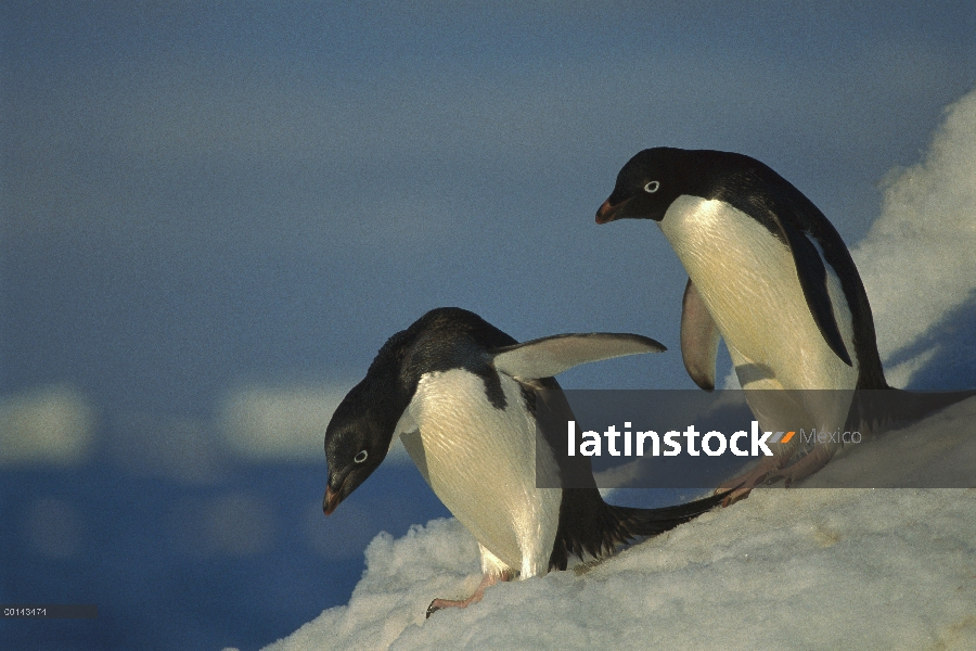 Pingüino de Adelia (Pygoscelis adeliae) viaja al mar sobre la plataforma de hielo, cabo Hallet, mar 