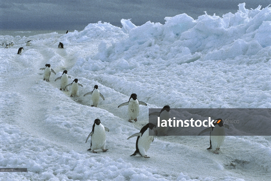 Pingüino de Adelia (Pygoscelis adeliae) viaja a Colonia por hielo rápido, isla de Franklin, mar de R