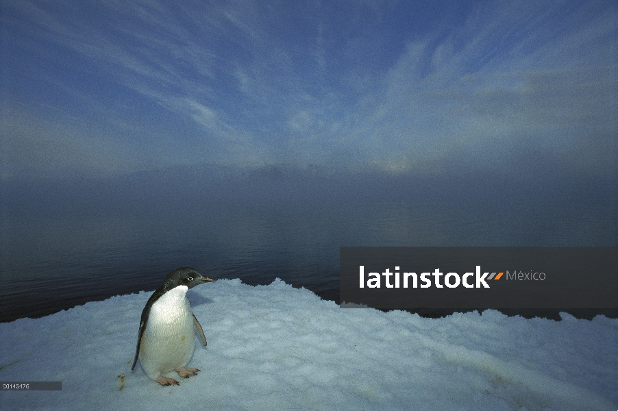 Retrato de pingüino Adelia (Pygoscelis adeliae) en la plataforma de hielo, cabo Hallet, mar de Ross,